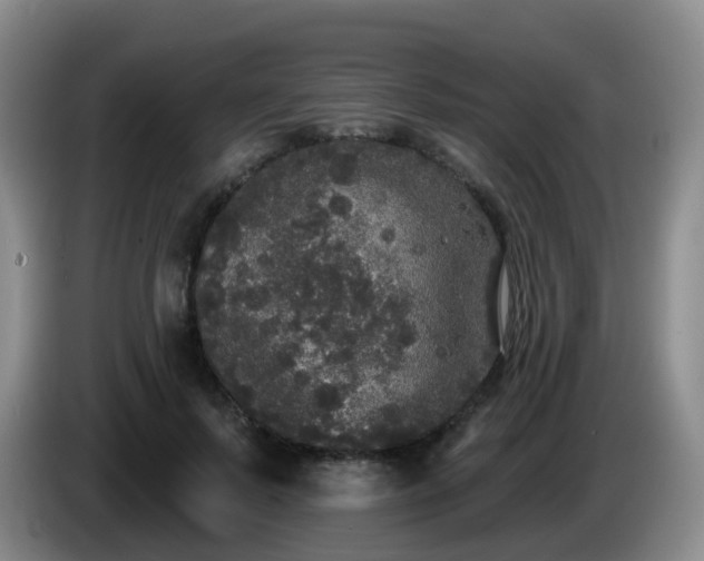 X0000085080695200703121703