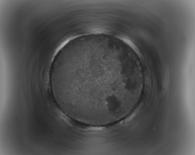 X0000085081023200703121658