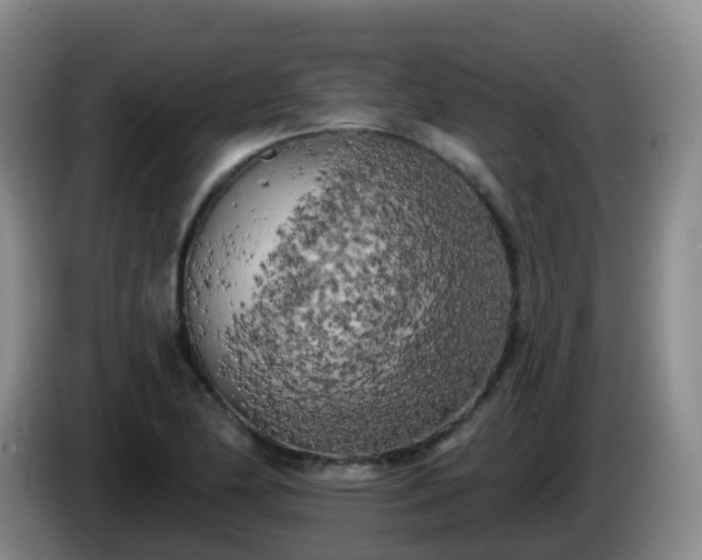 X0000085081174200703121657