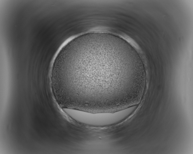 X0000085081248200703121656