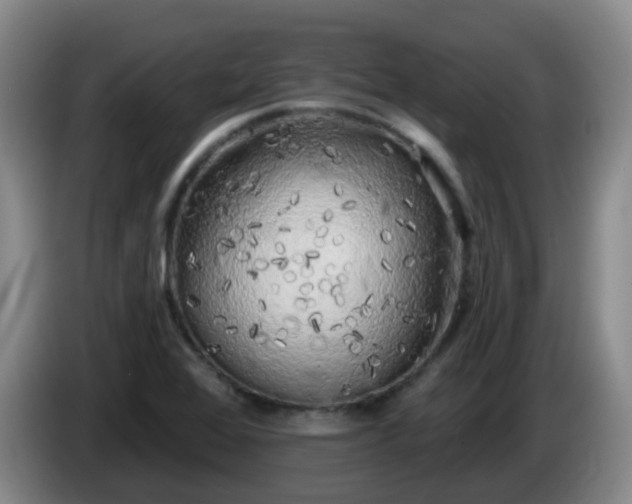 X0000085081368200703121654