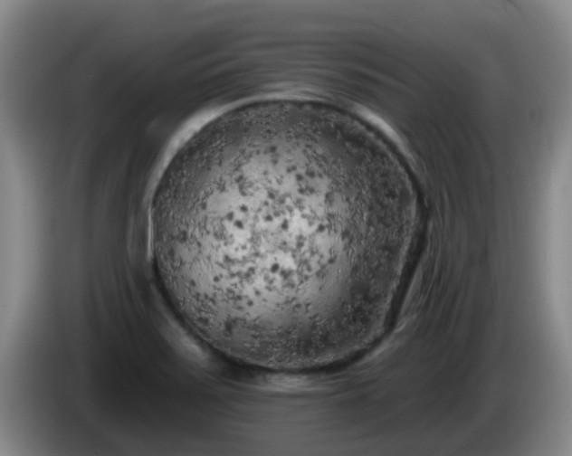 X0000085081371200703121654