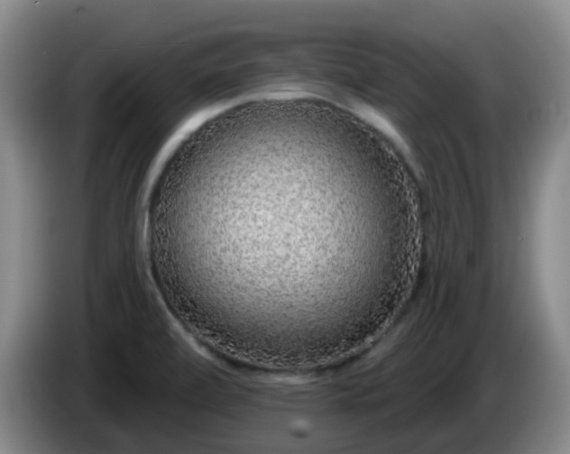 X0000085081472200703121652