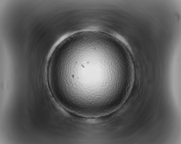 X0000085081480200703121652