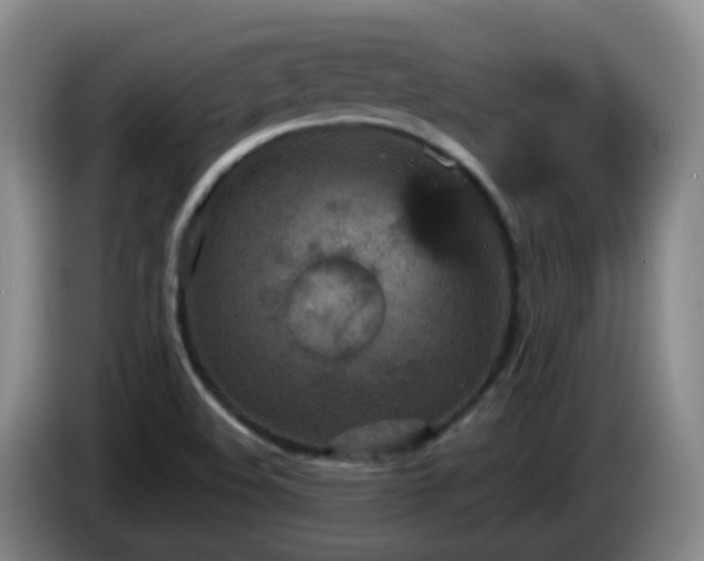 X0000085081508200703121652