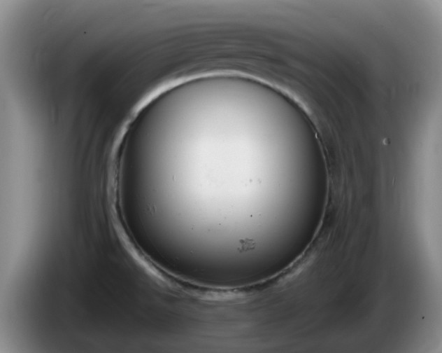 X0000085081526200703121652