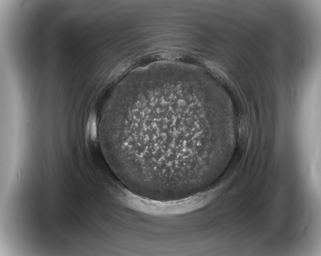 X0000085080046200703191335