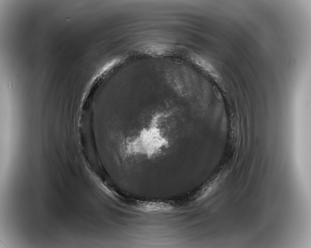 X0000085080399200703191329