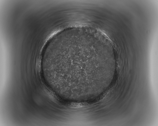 X0000085080679200703191325