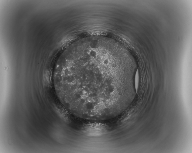 X0000085080695200703191325