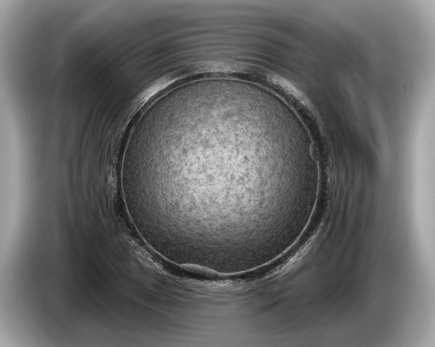 X0000085081025200703191319