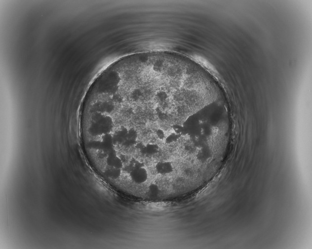 X0000085081031200703191319