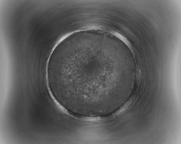 X0000085081055200703191320