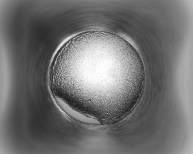 X0000085081056200703191320