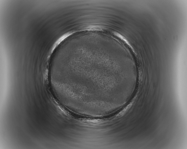 X0000085081066200703191319