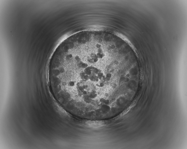 X0000085081083200703191318