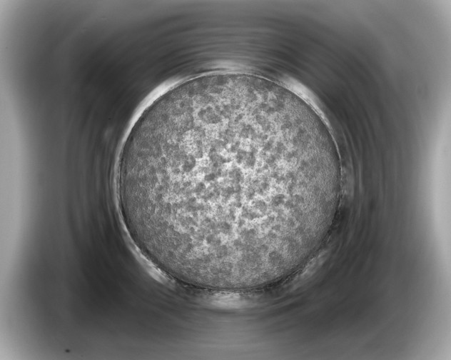 X0000085081098200703191318