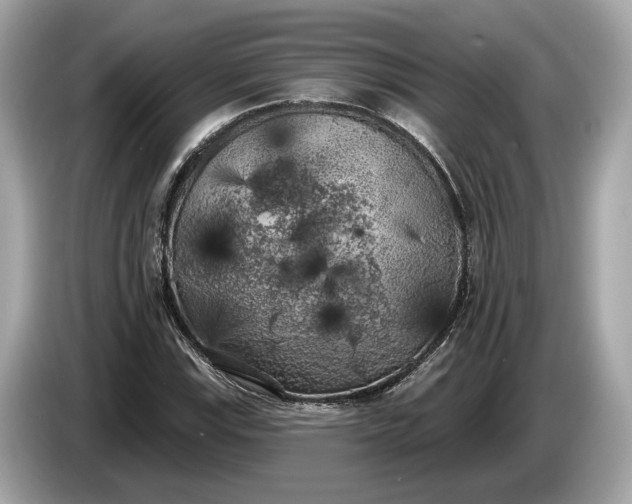 X0000085081115200703191318