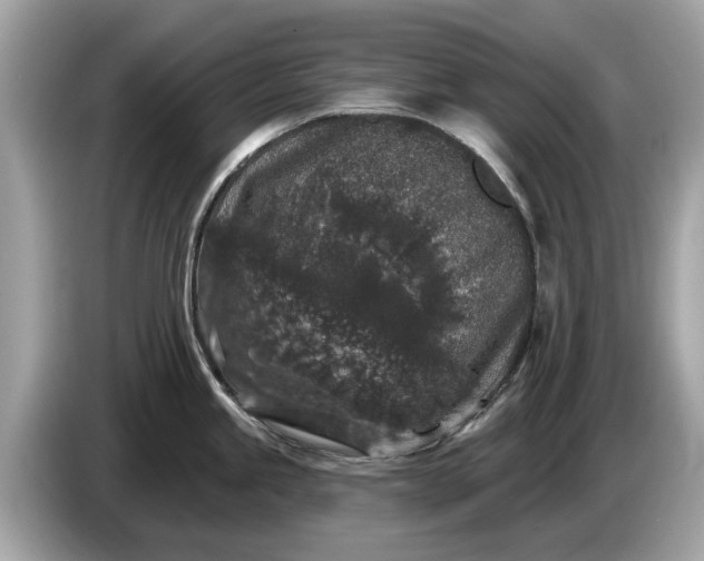 X0000085081245200703191317