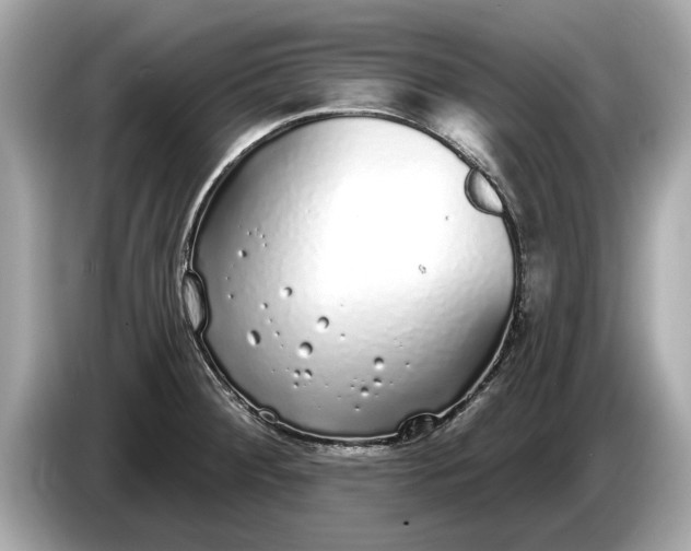 X0000085081284200703191315