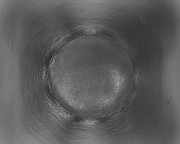 X0000085080314200703261305