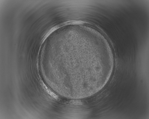 X0000085081194200703261250