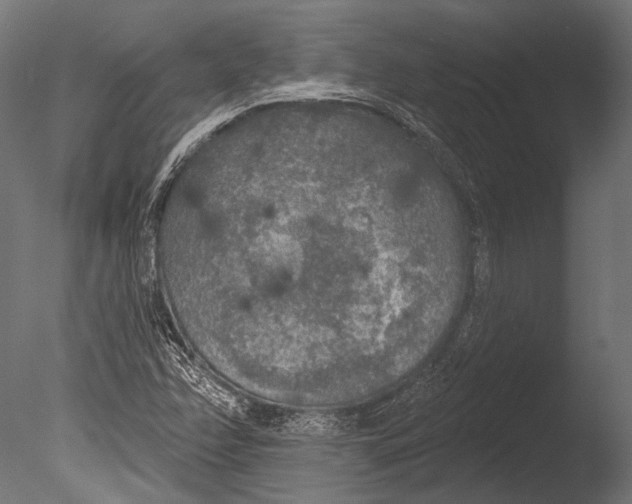 X0000085081358200703261247