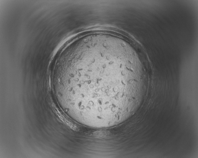 X0000085081368200703261247