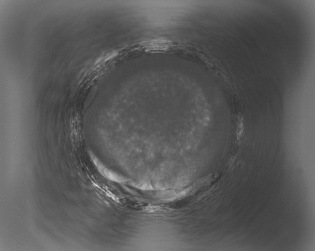 X0000085081445200703261245