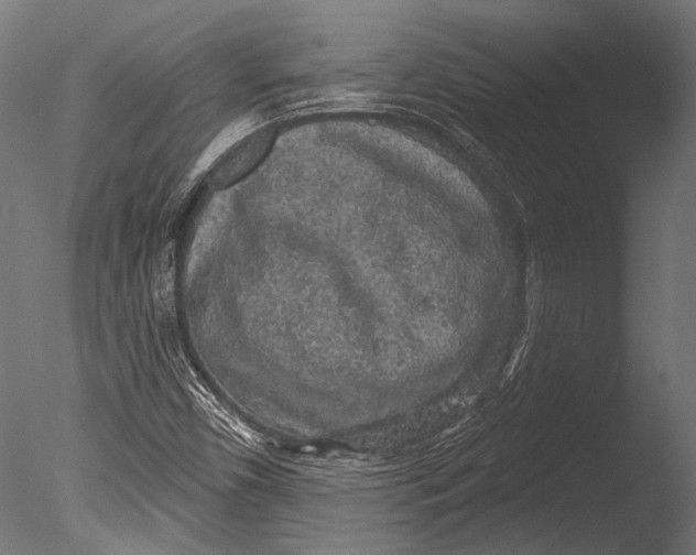 X0000085081450200703261245