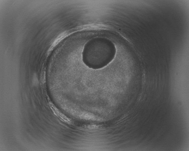 X0000085081459200703261245