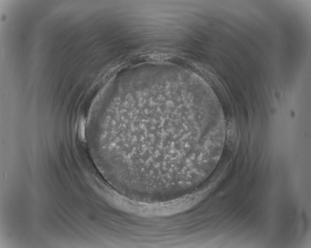 X0000085080046200704021448