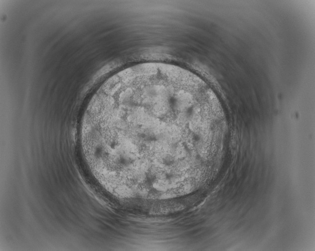 X0000085080063200704021447
