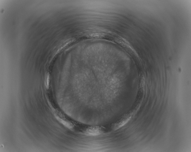 X0000085080076200704021447
