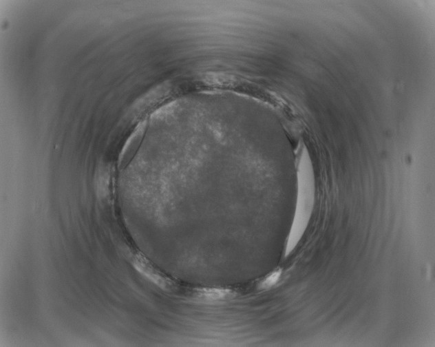 X0000085080233200704021445
