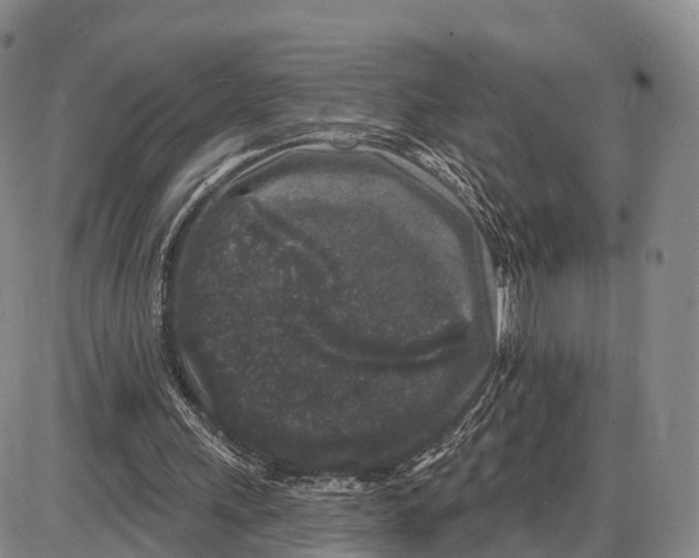 X0000085080243200704021444