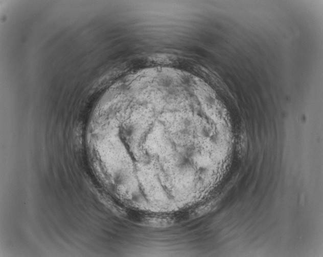 X0000085080466200704021441