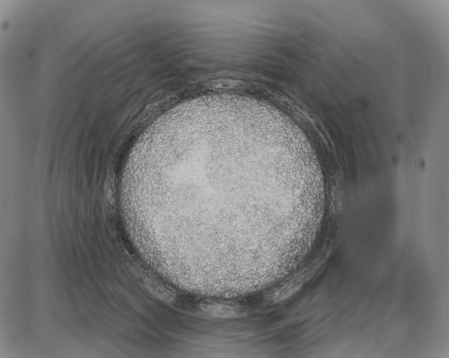 X0000085080561200704021439