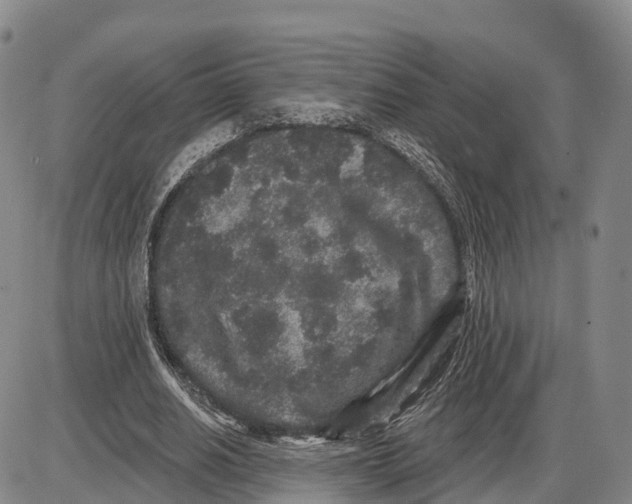 X0000085080630200704021437