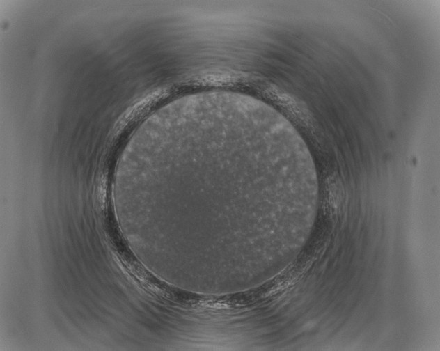 X0000085080640200704021438