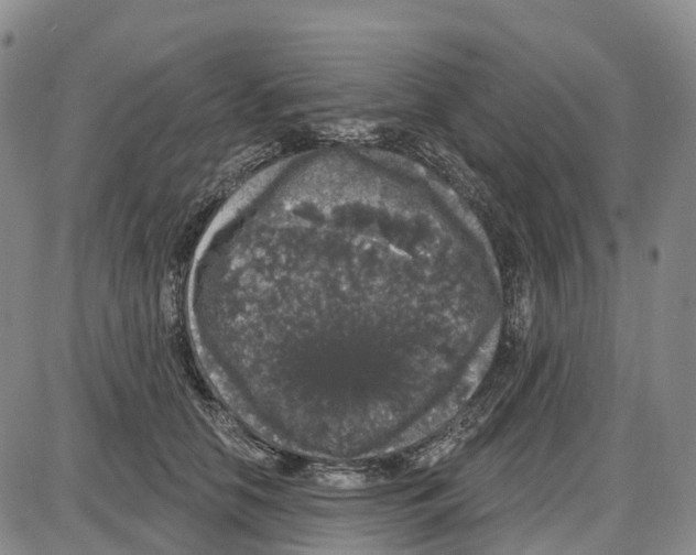 X0000085080658200704021438