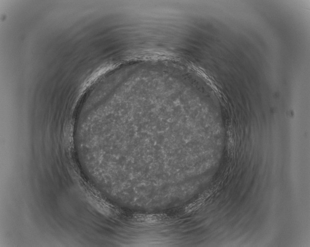 X0000085080679200704021437