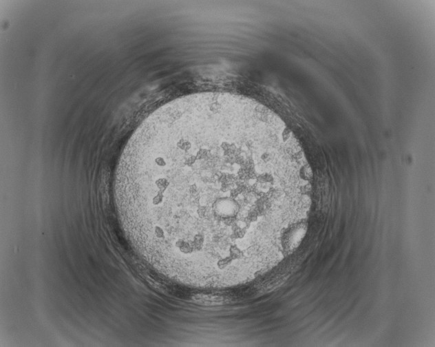 X0000085080699200704021437