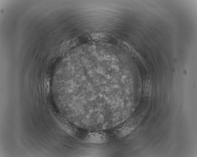 X0000085080703200704021437