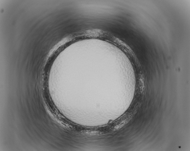 X0000085080730200704021436