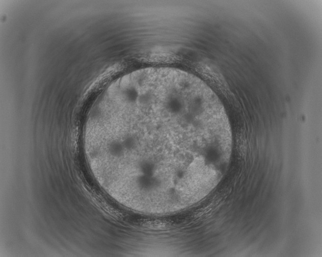 X0000085080735200704021436