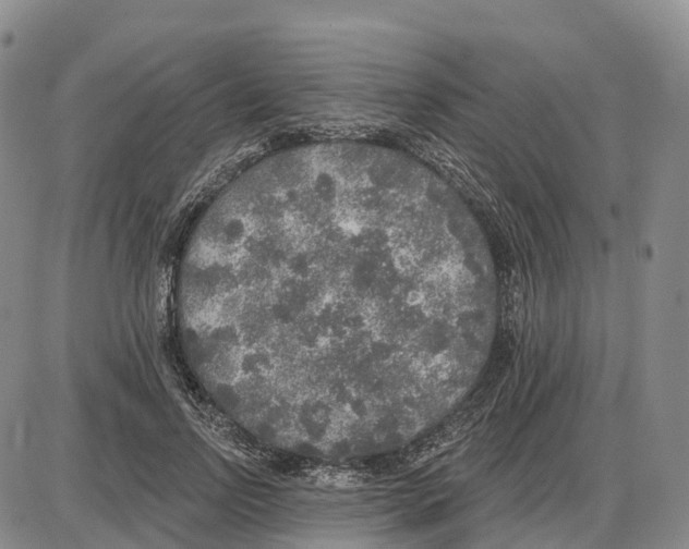 X0000085080742200704021436