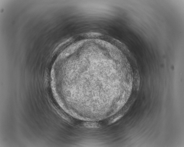 X0000085080762200704021436