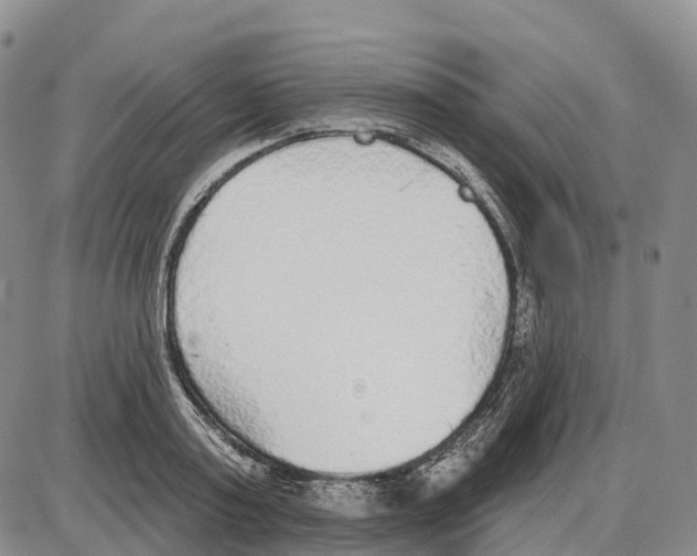 X0000085080795200704021435