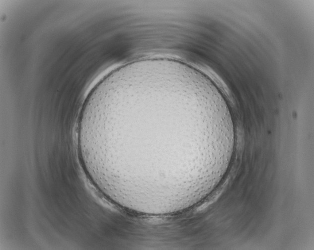 X0000085080814200704021435